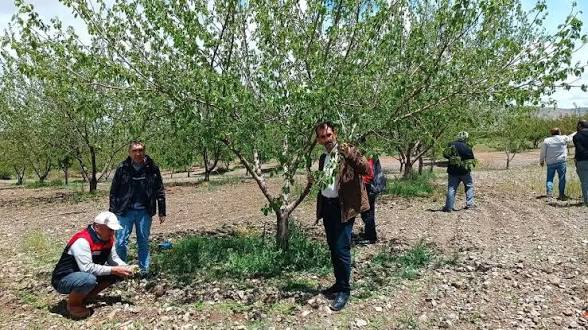 Dolu yağışı bahçeleri vurdu