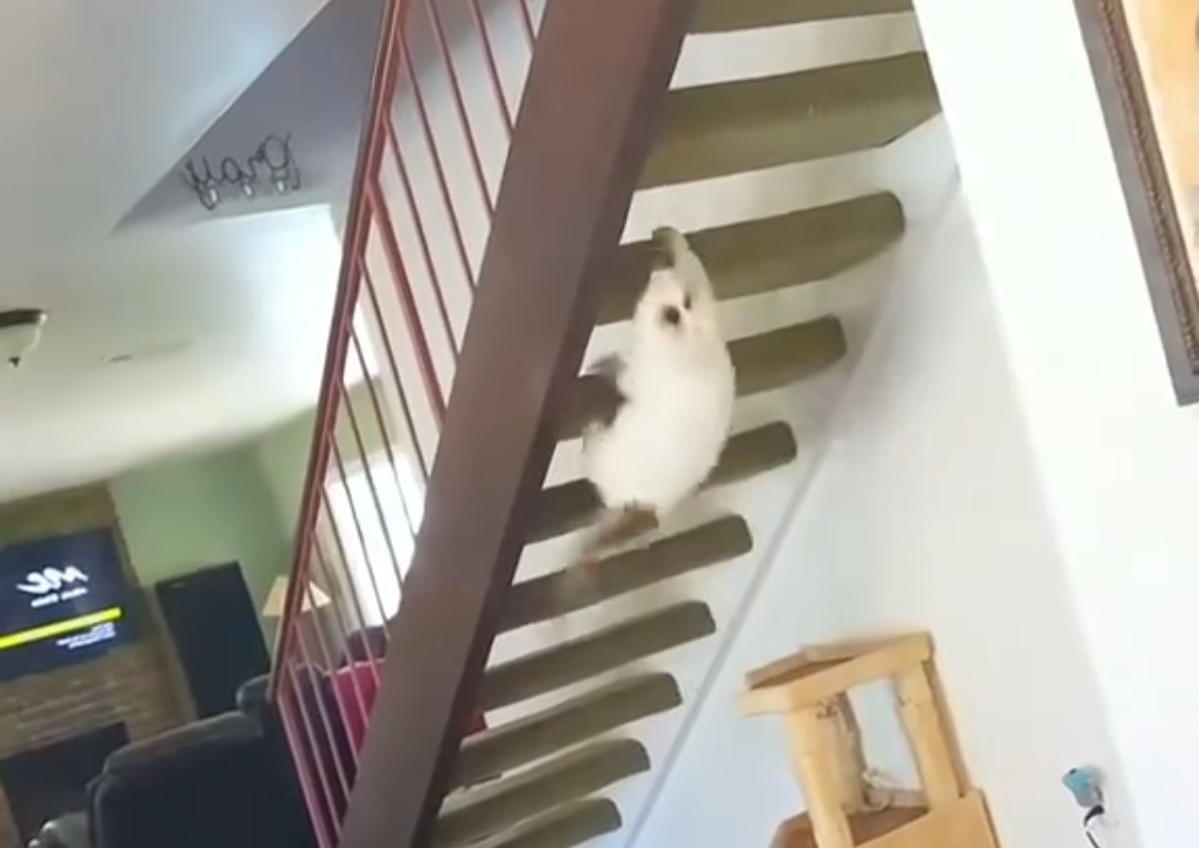 Kedilerin o tahmin edilemez, çılgın ve bir o kadar da eğlenceli dünyasına hoş geldiniz! 🐾