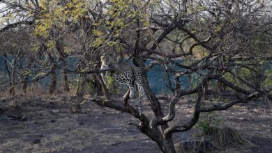 Yeni Yaban Kedisi Türü: Leopardus tilcayo’nun Gizemli Yolculuğu