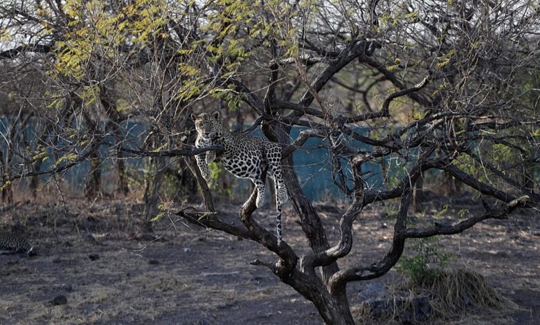 Yeni Yaban Kedisi Türü: Leopardus tilcayo’nun Gizemli Yolculuğu