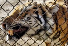 Yorkshire Wildlife Parkında Kayıp: Kaplan Saldırısı Sonrası Kayıtlı Bir Ölüm