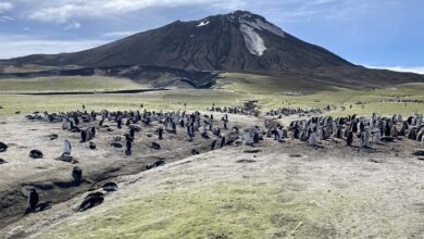 Zavodovski Adası'nda Penguenlerin Gizemli Yok Oluşu: İklim Değişikliği Mi?