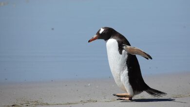 Antarktika’nın Derinliklerinden Çıkan Yeni Bir Penguen Türü