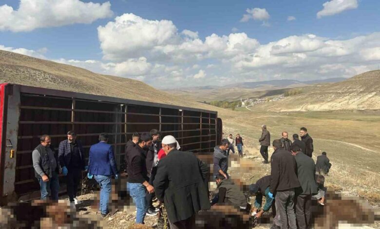 Erzurum'da Tır Çarpması: 130 Küçükbaş Hayvanın Kayıpları