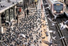 Tren İstasyonlarında Güvercin Savaşı: Bilimsel Yaklaşım ve Sıradışı Çözüm