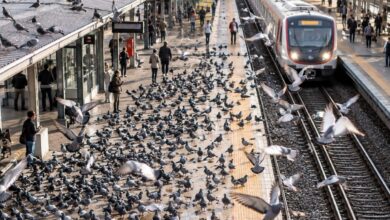 Tren İstasyonlarında Güvercin Savaşı: Bilimsel Yaklaşım ve Sıradışı Çözüm
