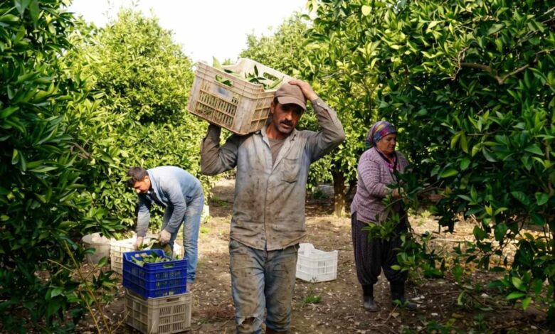 Türkiye, Yuzu Üretiminde Japonya’nın Küresel Liderliğini Paylaşıyor