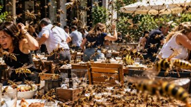Eşek Arıları Restoranları İstila Etti: Bilimsel Açıklamalarla Gizemli Vahşi Yaşam
