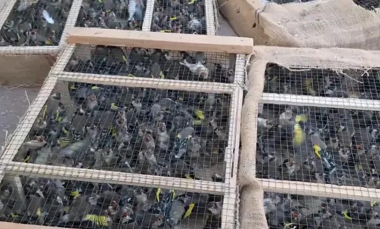 Saka Kuşu Üreten Çeteye Ağır Cezalar Getirildi