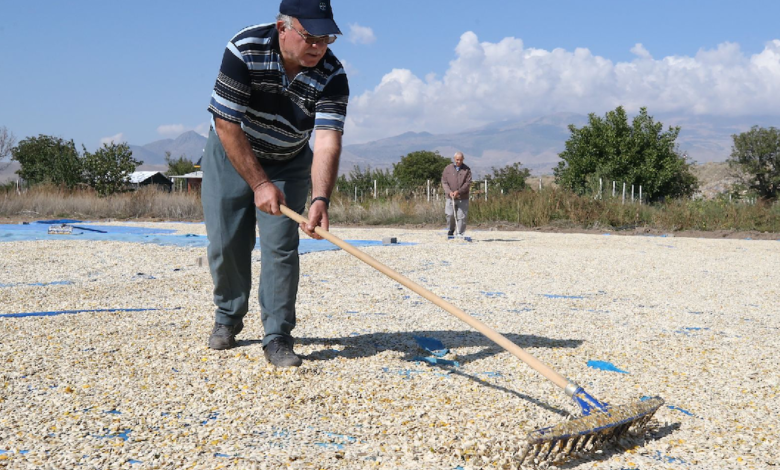 Erciyes Etrafında Sarı ve Turuncu Dönüm Dalgası: Hasat Yaklaşıyor