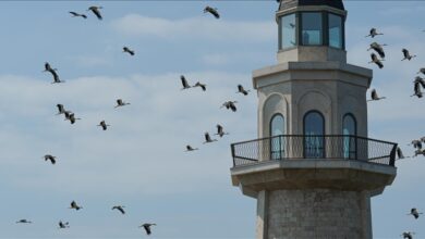Vatandaş Gözlemleriyle Göçmen Kuşların İzinde: Bilim ve Toplumun Ortak Adımı