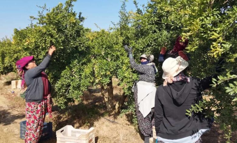 İzmir’in Selçuk’unda Özel Kırmızı Çiçek: Türkiye’nin Sıradışı Hasadı